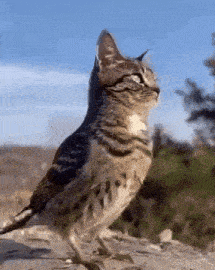 Meowl